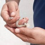 Sabinas serpiente cine