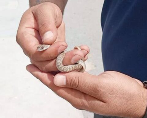 Sabinas serpiente cine