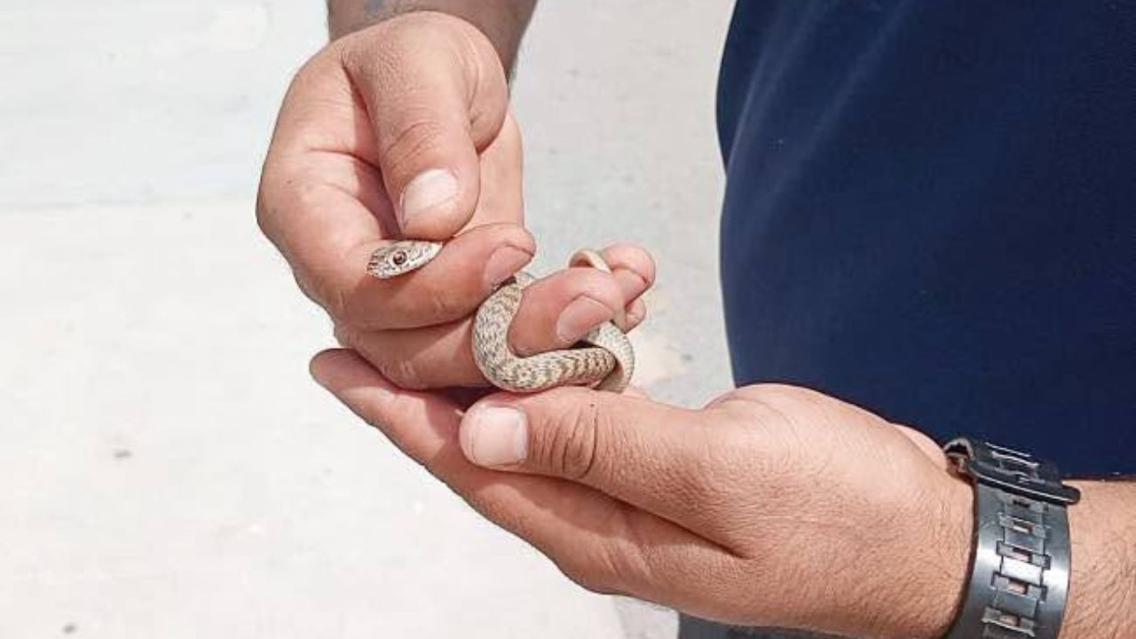 Sabinas serpiente cine
