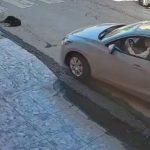 Torreón perro atropellado