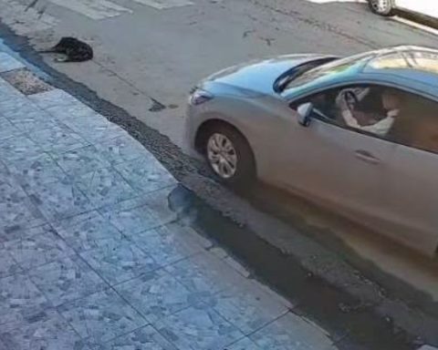 Torreón perro atropellado