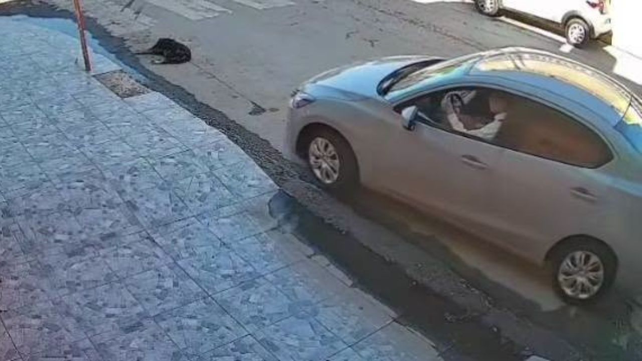 Torreón perro atropellado