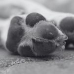 perro enterrado Saltillo