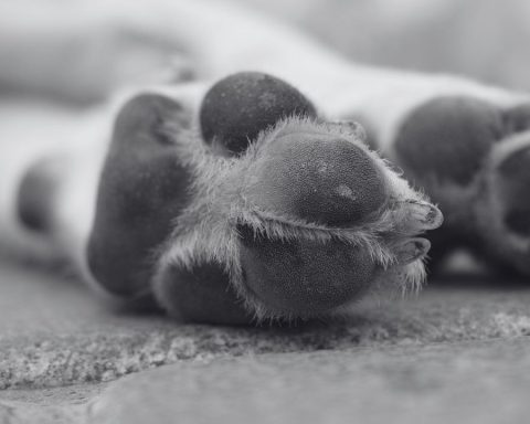perro enterrado Saltillo