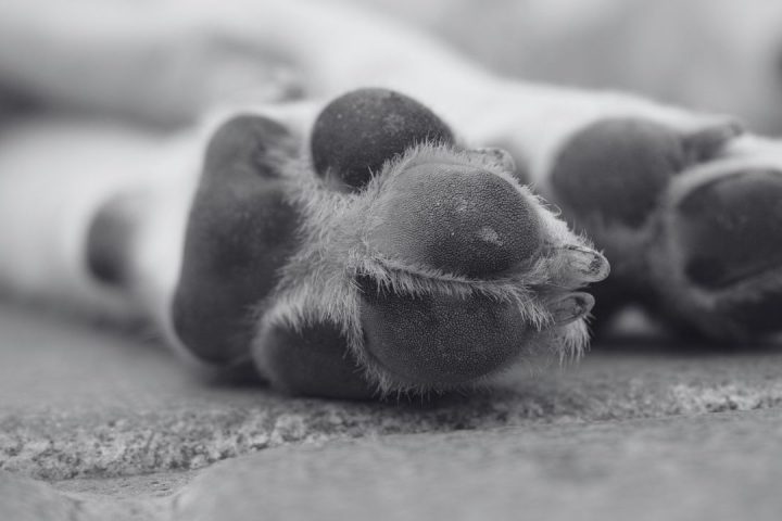 perro enterrado Saltillo