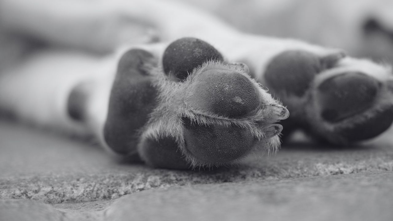 perro enterrado Saltillo